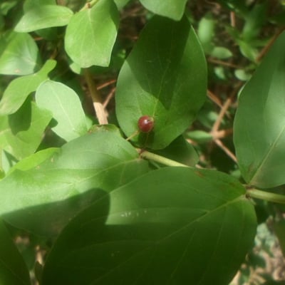 Feretia apodanthera — leaf