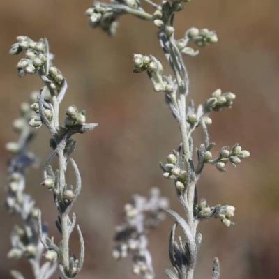 Artemisia austriaca — flower
