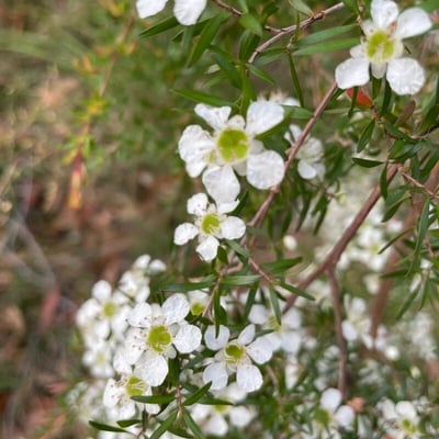 Leptospermum continentale — flower