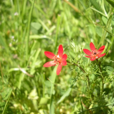 Adonis flammea — flower