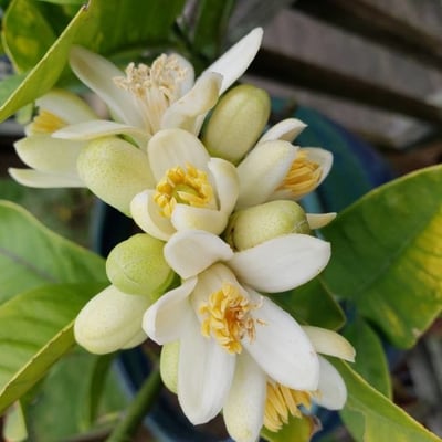 Citrus medica — flower
