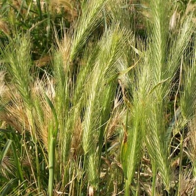 Hordeum secalinum — flower