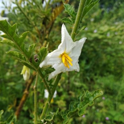 Solanum sisymbriifolium — flower