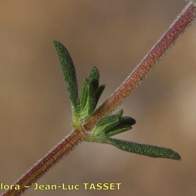 Thymus baeticus — leaf