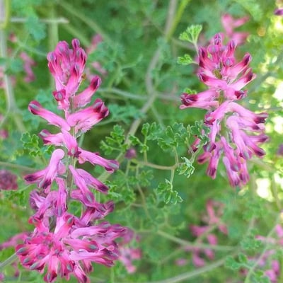 Fumaria officinalis — flower