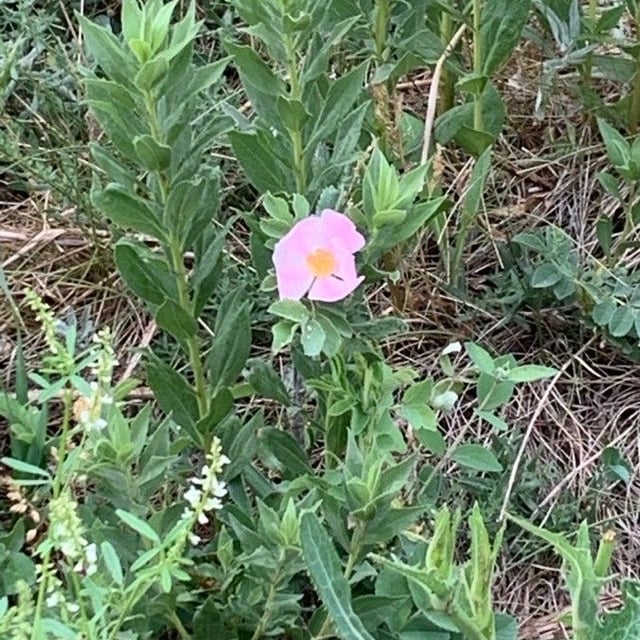 Rosa acicularis — flower