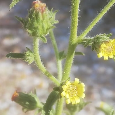Dittrichia graveolens — flower