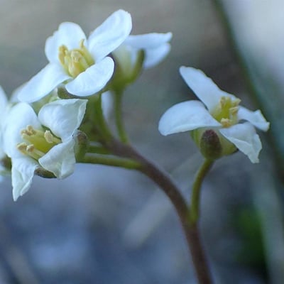 Hornungia alpina — flower