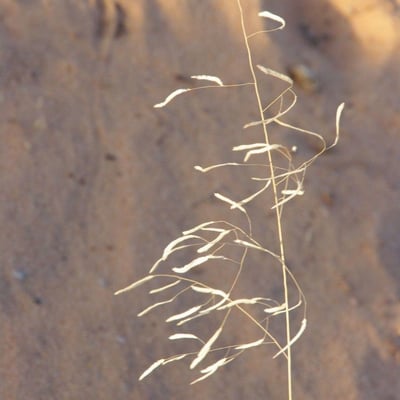 Eragrostis tremula — habit