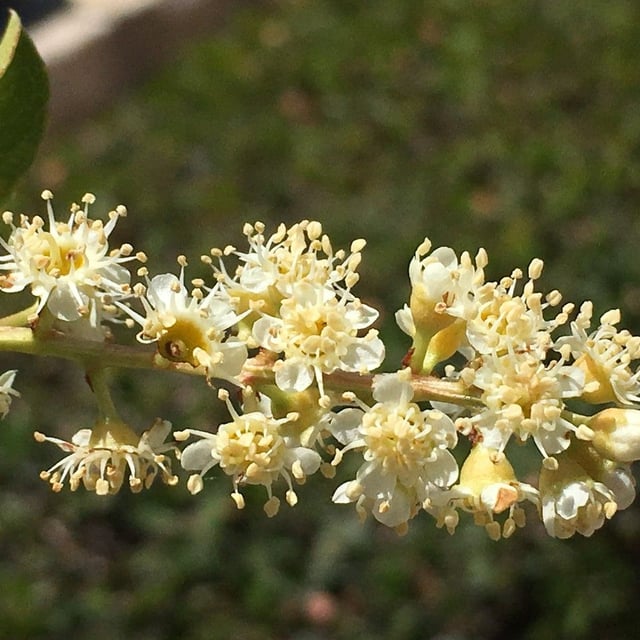 Prunus ilicifolia — flower