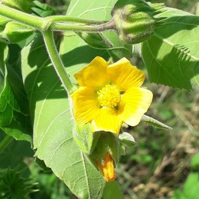 Abutilon theophrasti — flower
