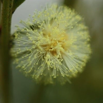Acacia mearnsii — flower