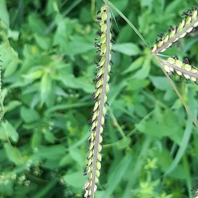 Paspalum dilatatum — flower
