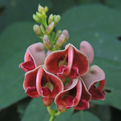 Apios americana — flower