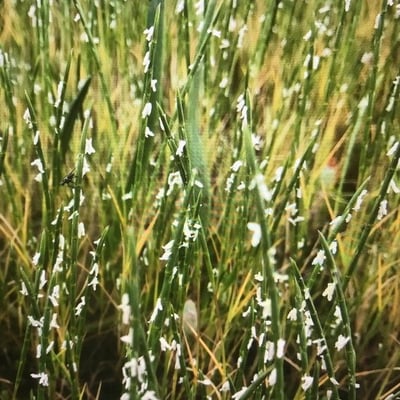 Parapholis strigosa — flower