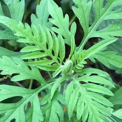 Ambrosia artemisiifolia — flower