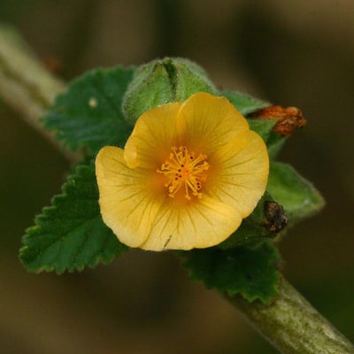 Sida cordifolia — flower