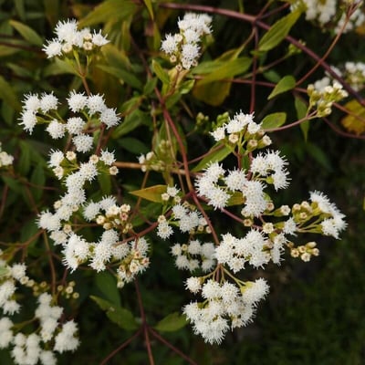Ageratina riparia — flower