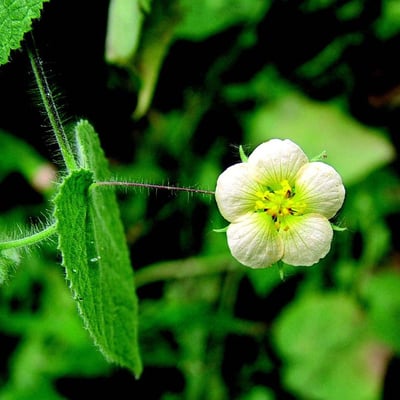 Herissantia crispa — flower