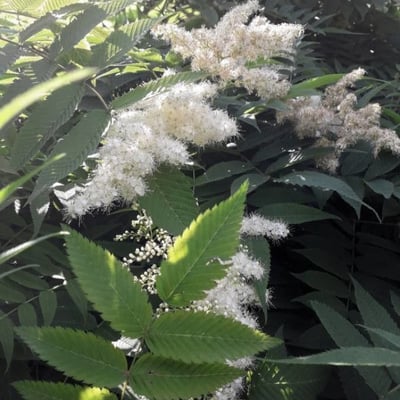 Sorbaria sorbifolia — flower