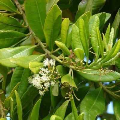 Pimenta dioica — flower