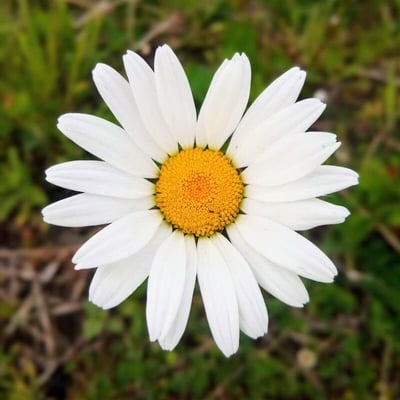 Leucanthemum adustum — flower