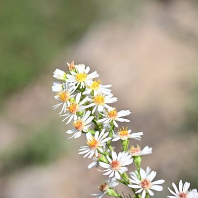 Symphyotrichum pilosum — flower