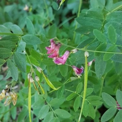 Lathyrus niger — flower