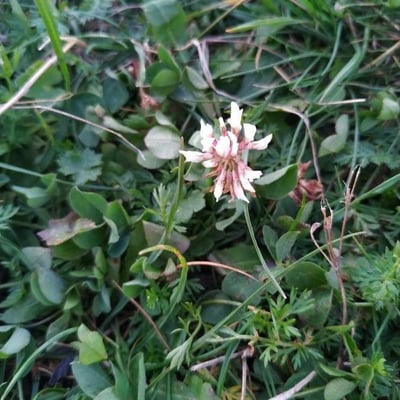 Trifolium pallescens — flower