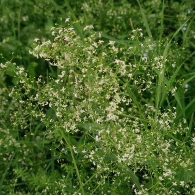 Galium aristatum — flower