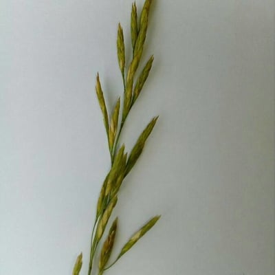 Festuca pratensis — flower