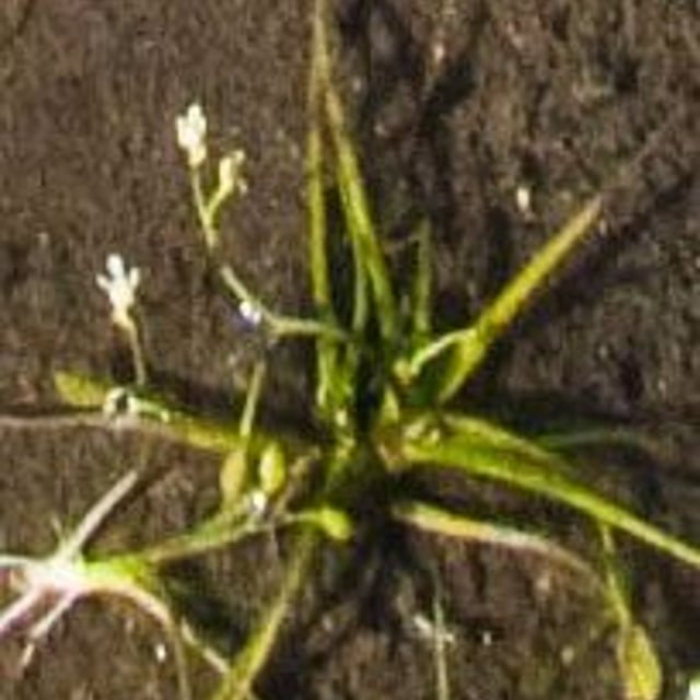Subularia aquatica — flower