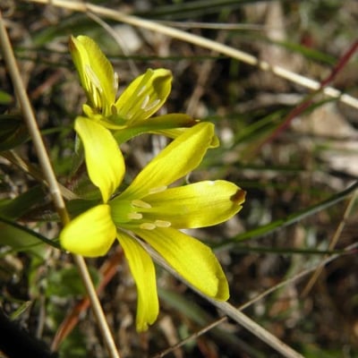 Gagea bohemica — flower