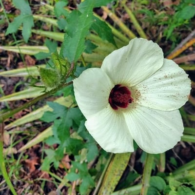 Hibiscus aculeatus — flower