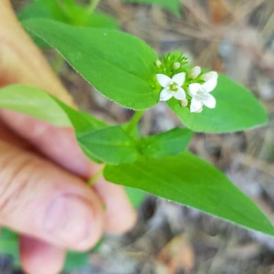 Houstonia purpurea — flower