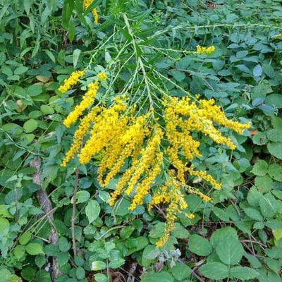 Solidago canadensis — flower
