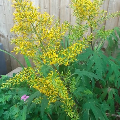 Solidago odora — flower