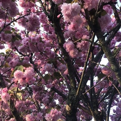 Prunus serrulata — flower