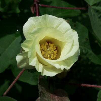 Gossypium hirsutum — flower