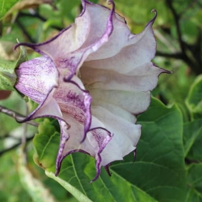 Datura metel — flower
