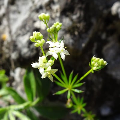 Galium anisophyllon — flower