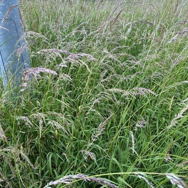 Calamagrostis canescens — flower