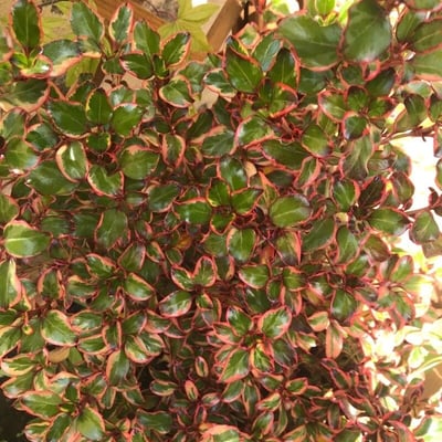 Coprosma repens — flower