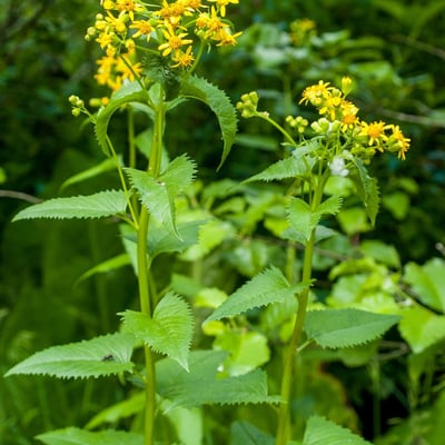 Senecio triangularis — flower
