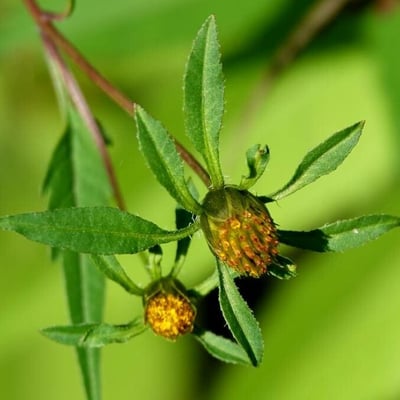 Bidens frondosa — flower