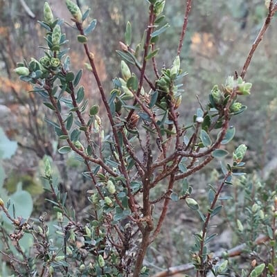 Leptospermum lanigerum — leaf