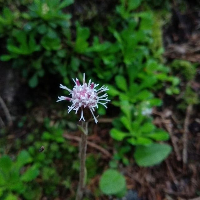 Homogyne alpina — flower