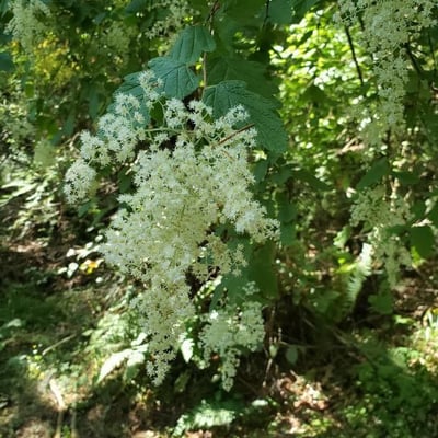 Holodiscus discolor — flower