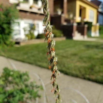 Bouteloua curtipendula — flower