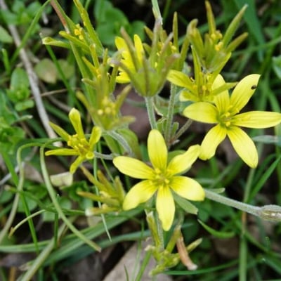 Gagea villosa — flower